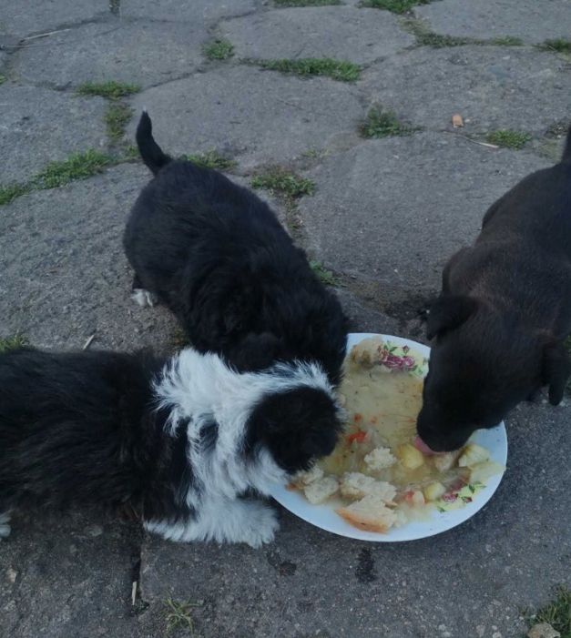 Yorkshire Terrier-Mix-Welpen – letzte zwei suchen ihr Zuhause!