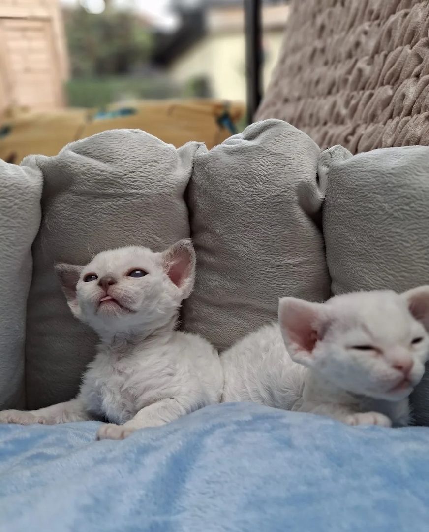 Devon Rex Kätzchen zu verkaufen