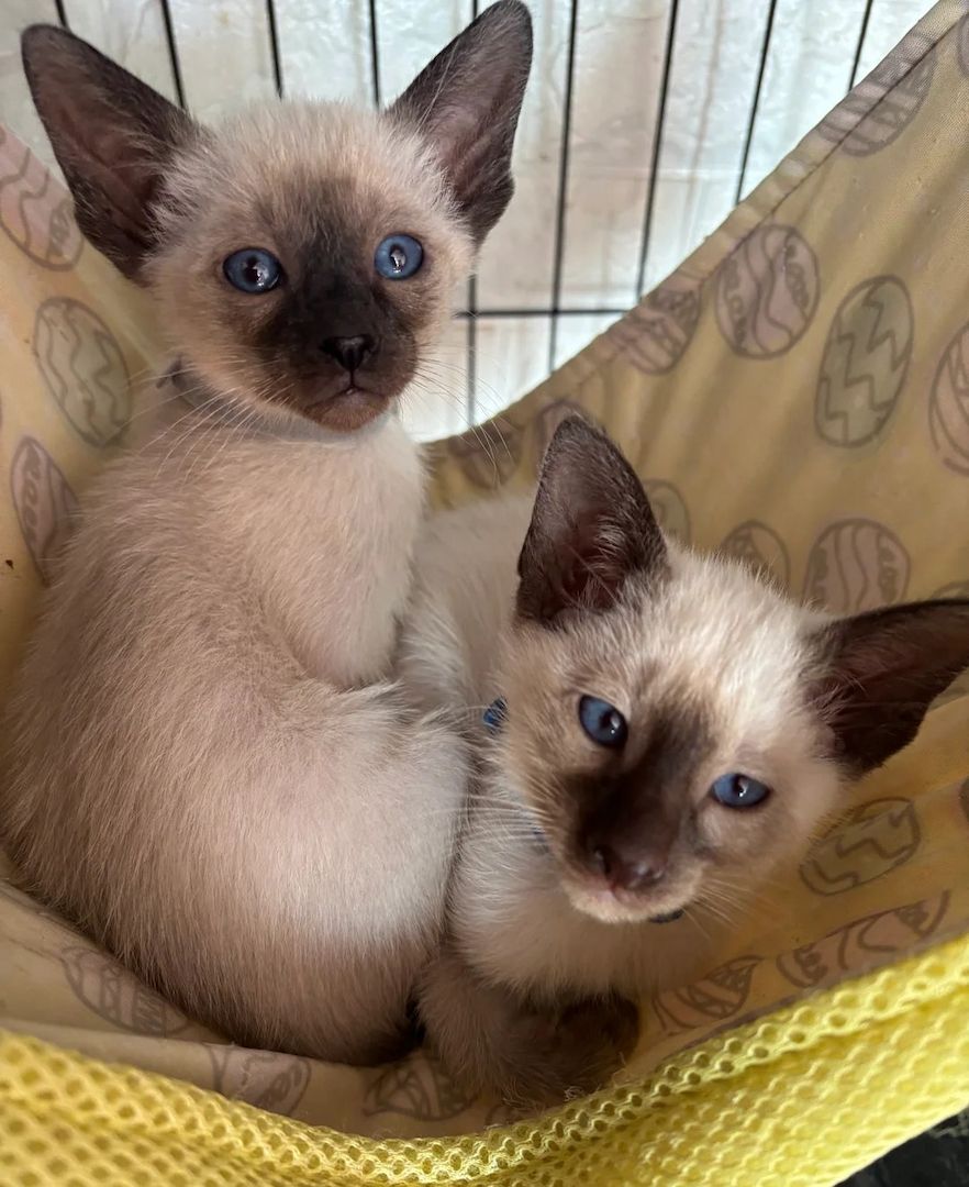 Siamkätzchen zu verkaufen