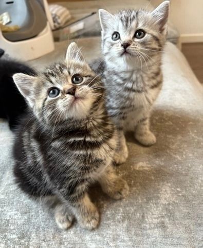 Perserkätzchen zu verkaufen