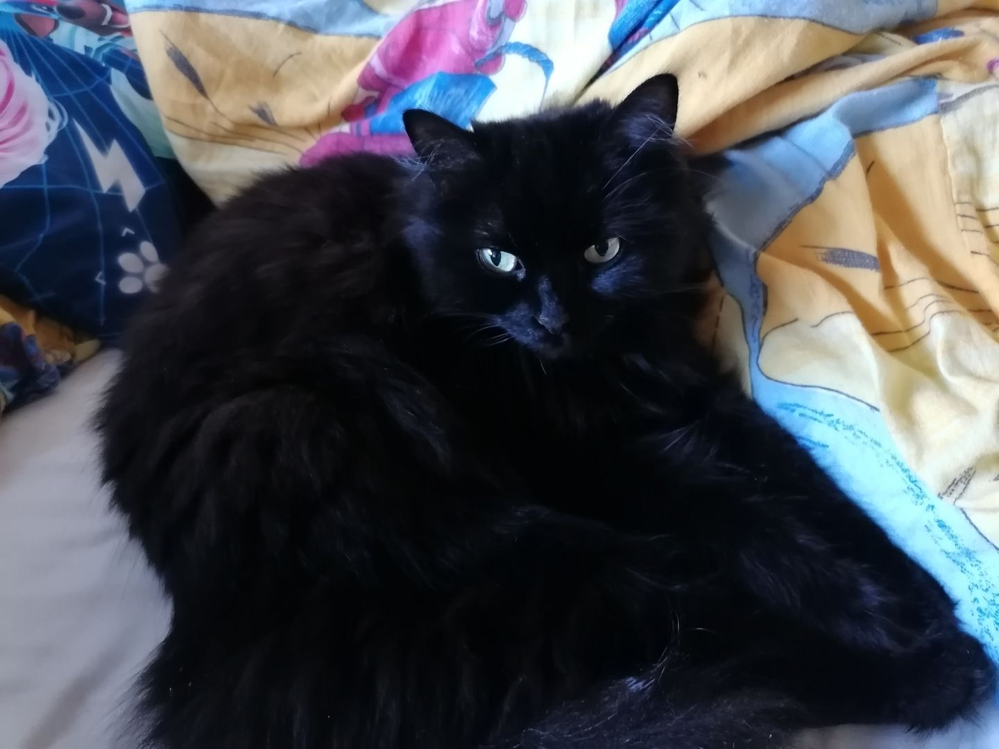 Katze dringend abzugeben