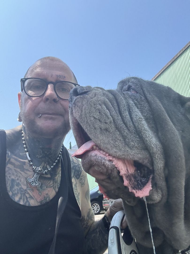 Suche mastino napoletano welpen!!