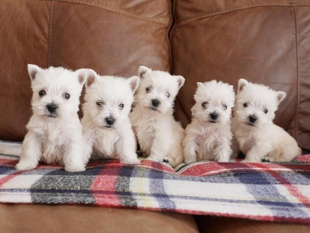 West Highland Terrier Welpen aus eigener Aufzucht abzugeben.