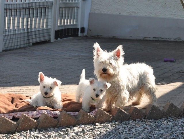 West Highland Terrier Welpen aus eigener Aufzucht abzugeben.