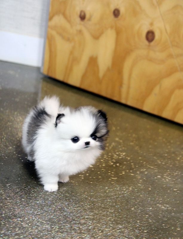 MINI POMERANIAN ZWERGSPITZ BOO WELPEN 