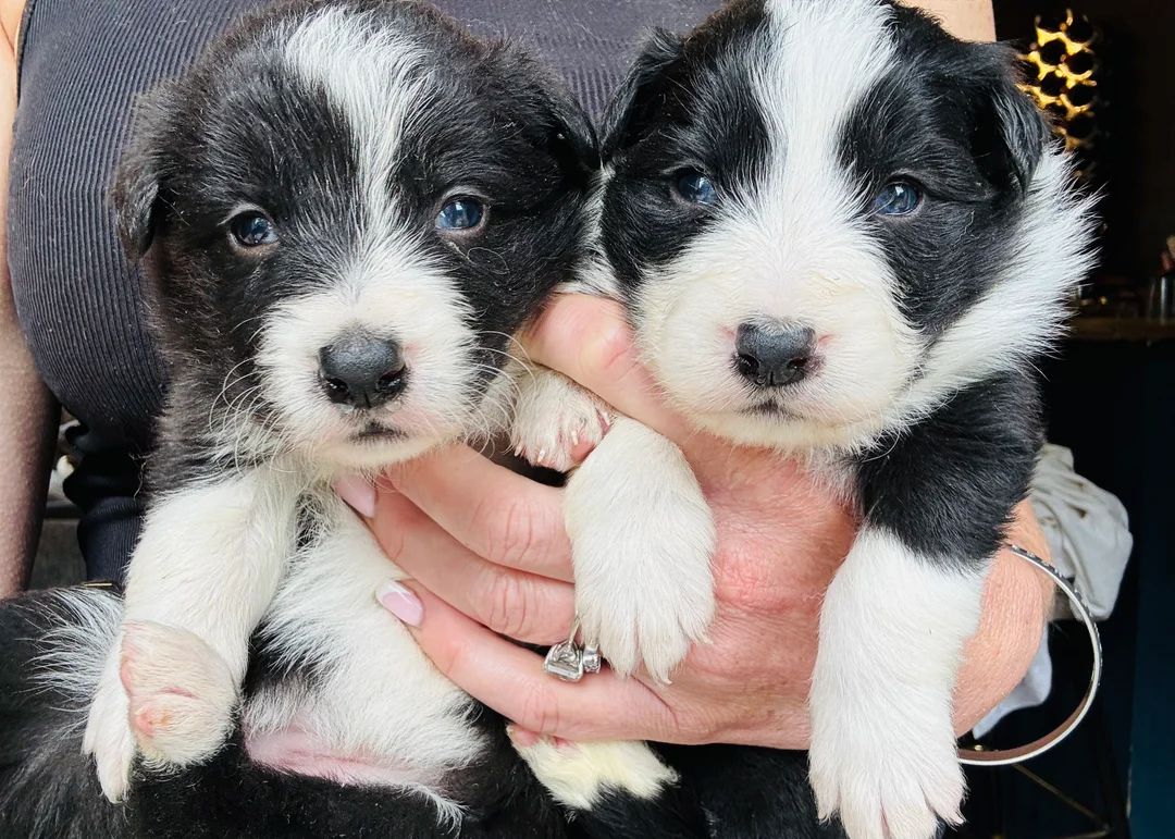 Border-Collie-Welpen zu verkaufen