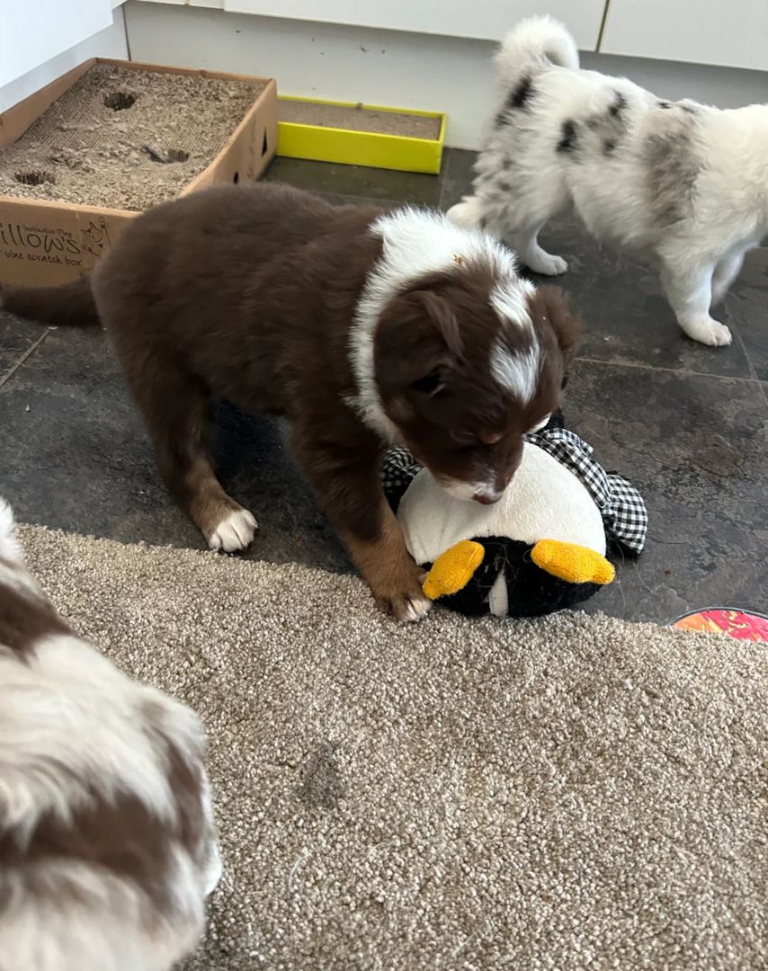 Border-Collie-Welpen zu verkaufen