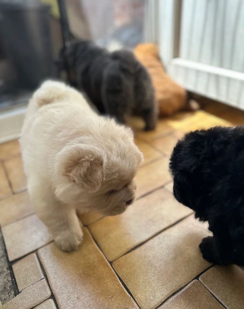 🐻🐻Wunderschöne Chow-Chow-Welpen🐻🐻
