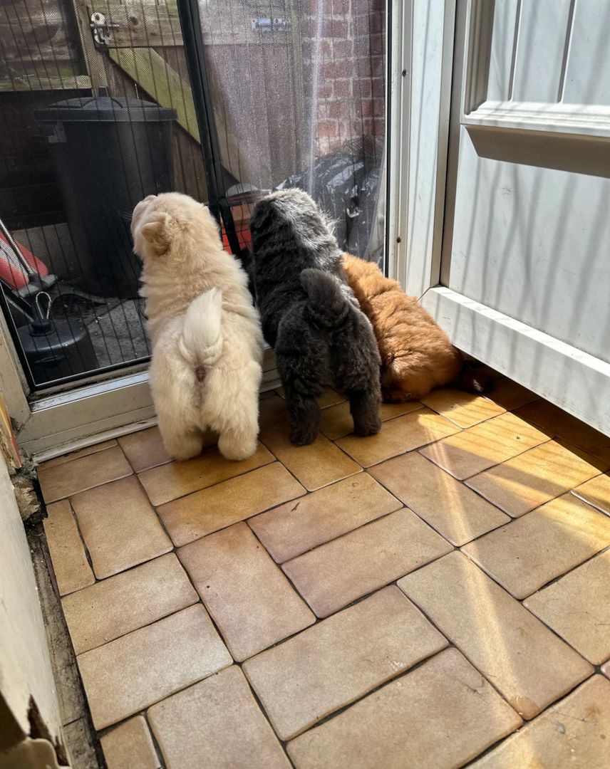 🐻🐻Wunderschöne Chow-Chow-Welpen🐻🐻