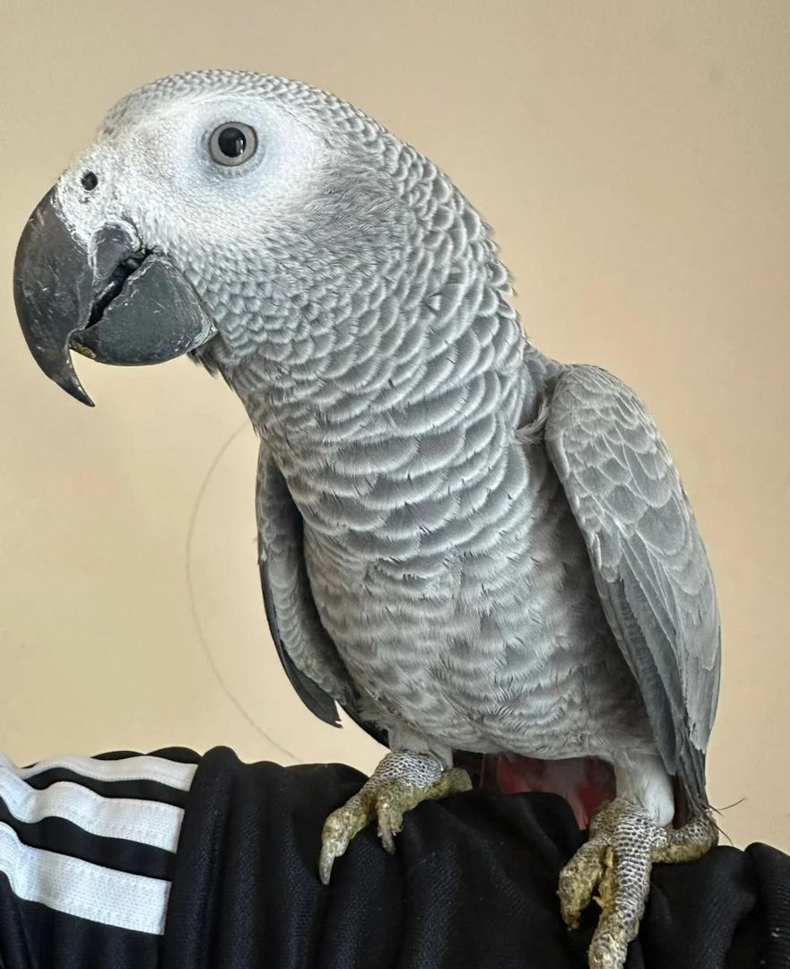 Superzahmes Graupapagei-Baby (Setup)