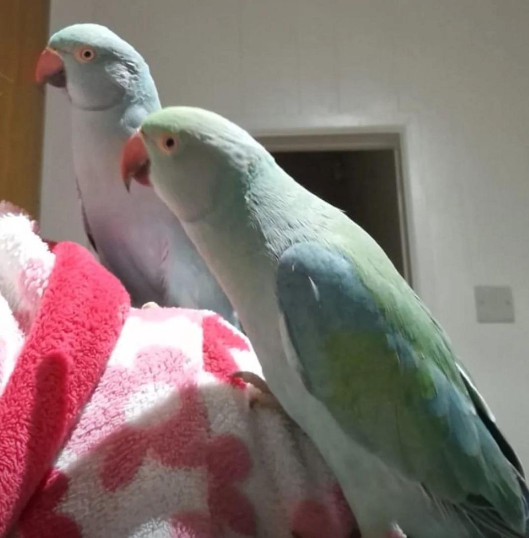 2 süße Sittiche suchen ein neues Zuhause.