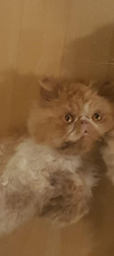 Fellnase sucht kuschelplatz