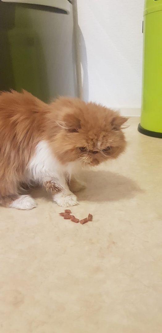 Fellnase sucht kuschelplatz