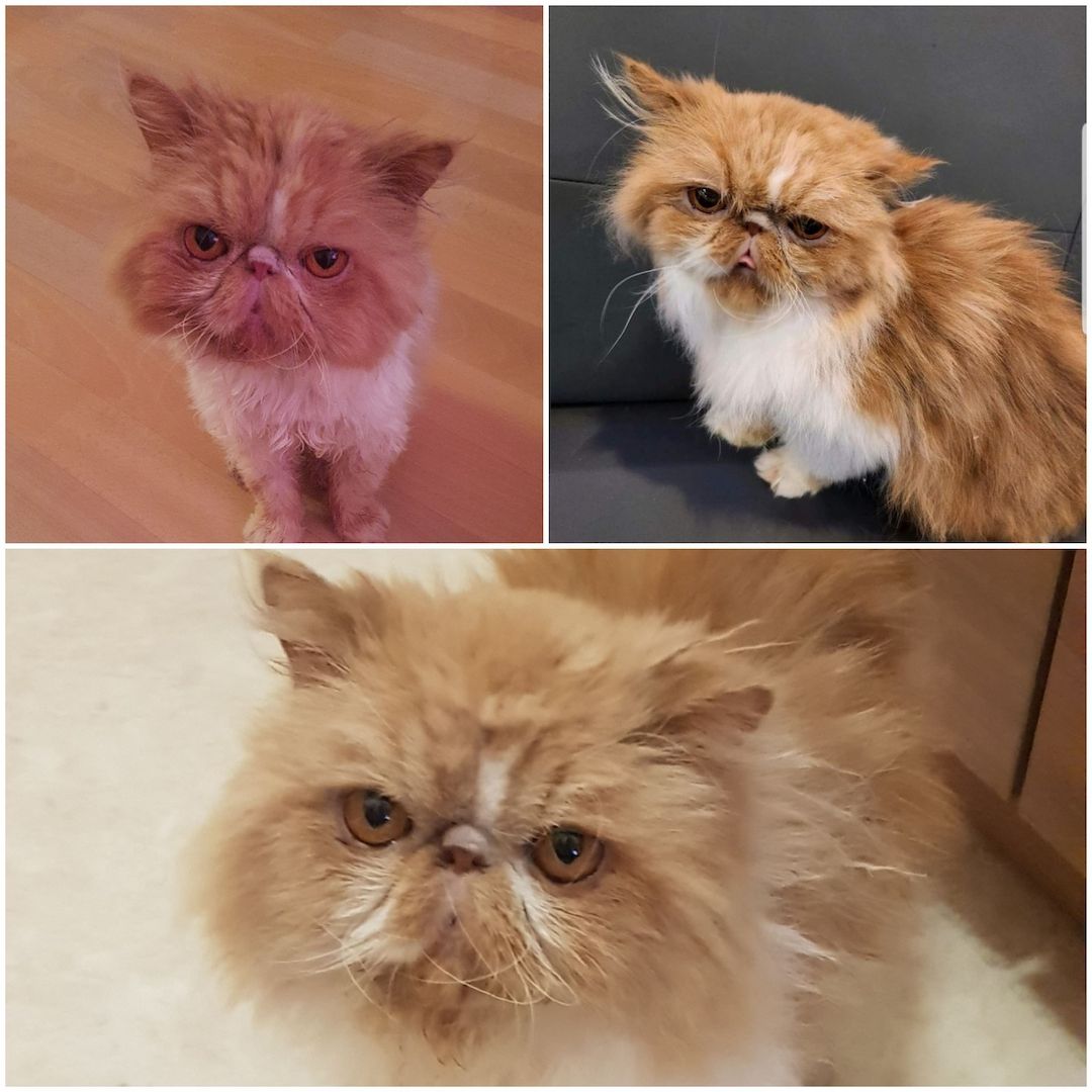 Fellnase sucht kuschelplatz