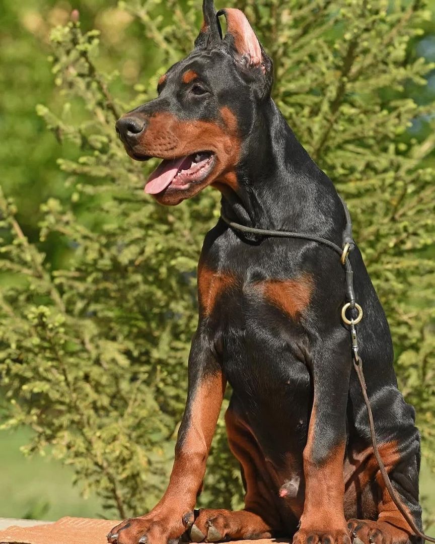 Familienfreundliche Dobermann Welpen zu verkaufen