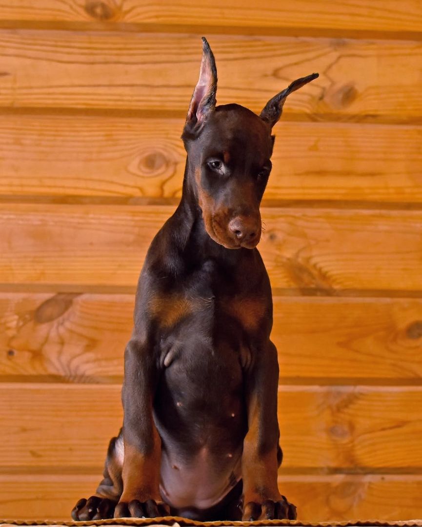 Familienfreundliche Dobermann Welpen zu verkaufen