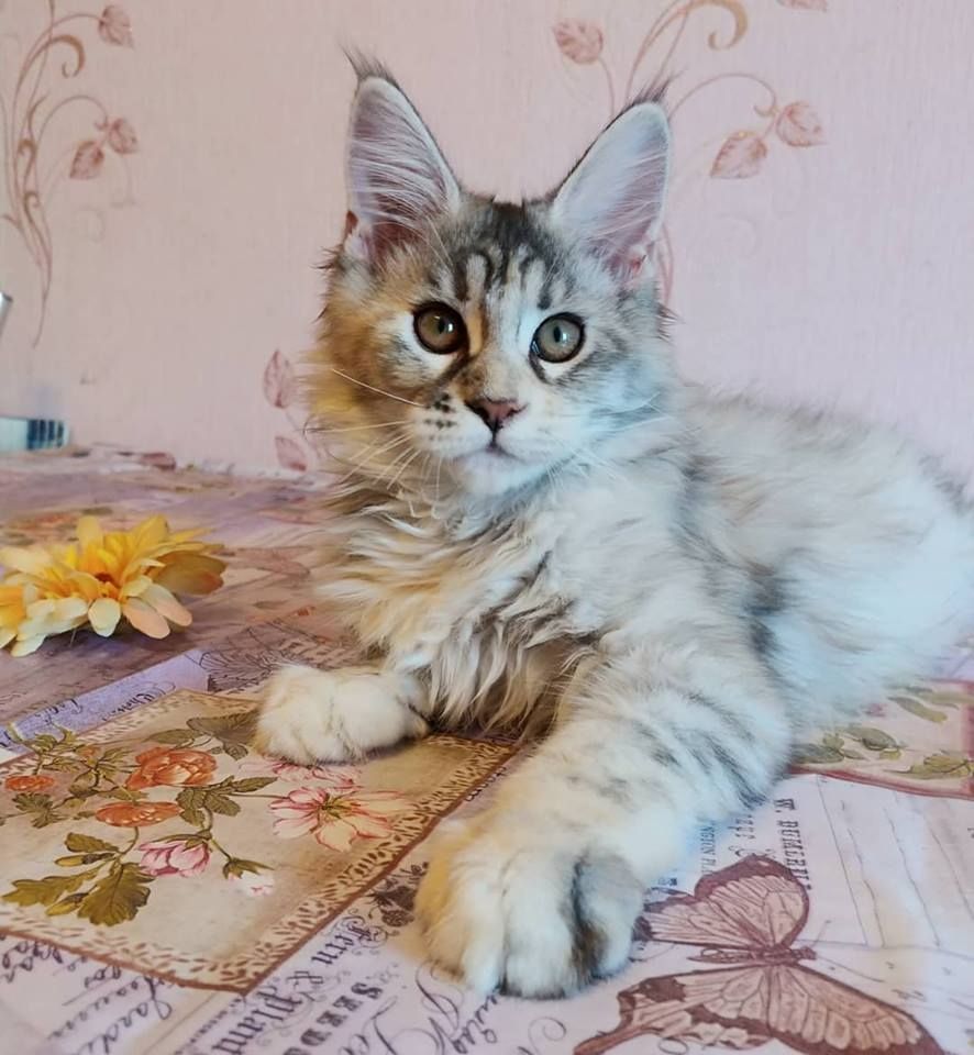 XXL Maine Coon Kätzchen mit Stammbaum