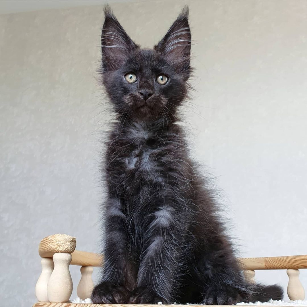 XXL Maine Coon Kätzchen mit Stammbaum