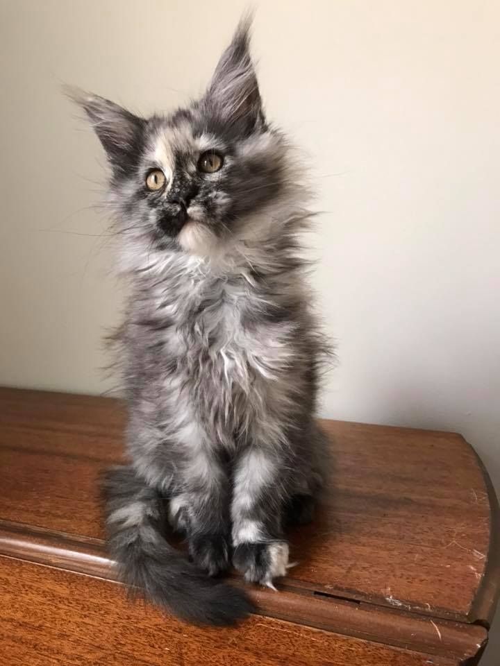 Maine Coon Kätzchen mit Stammbaum