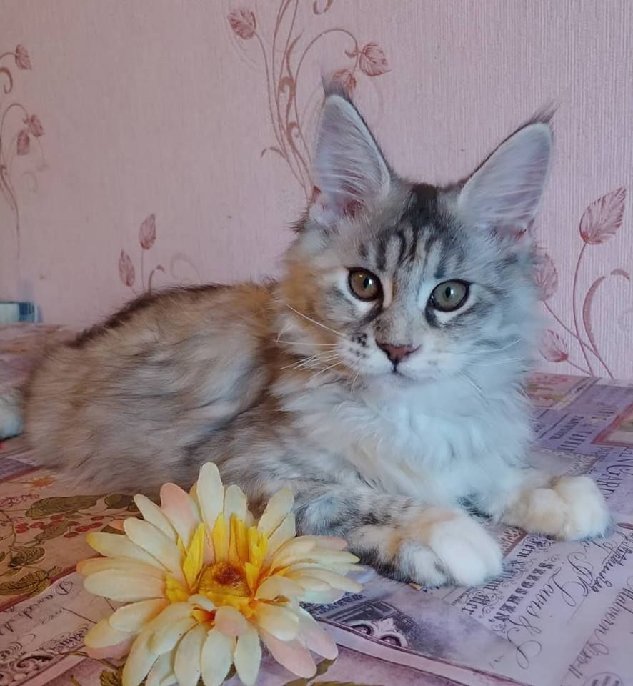 Maine Coon Kätzchen mit Stammbaum