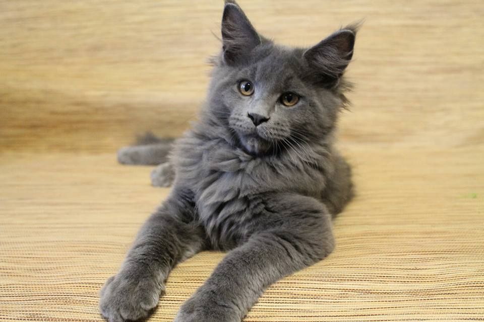 Maine Coon Kätzchen mit Stammbaum