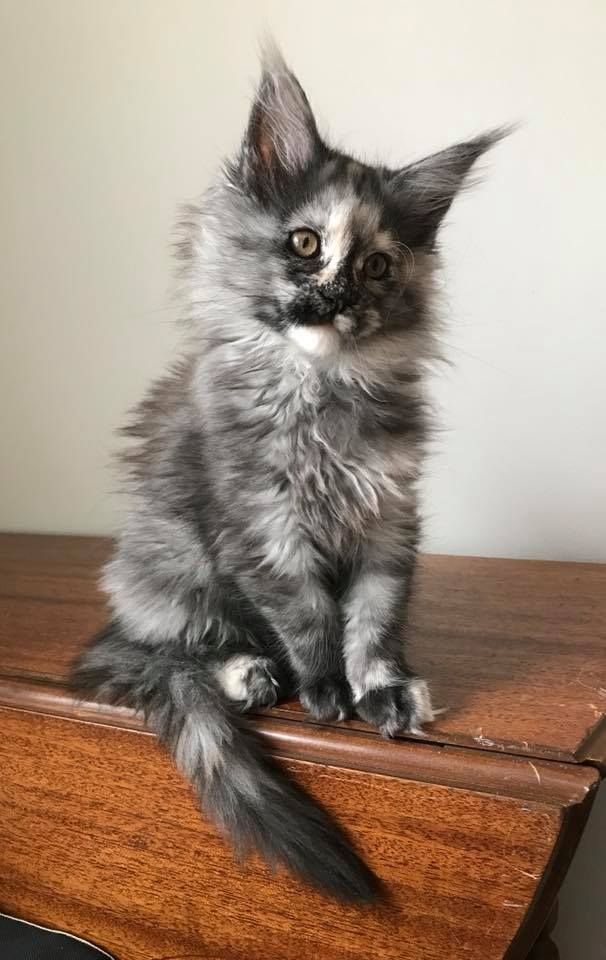 Maine Coon Lady mit Stammbaum sucht ein perfektes Zuhause