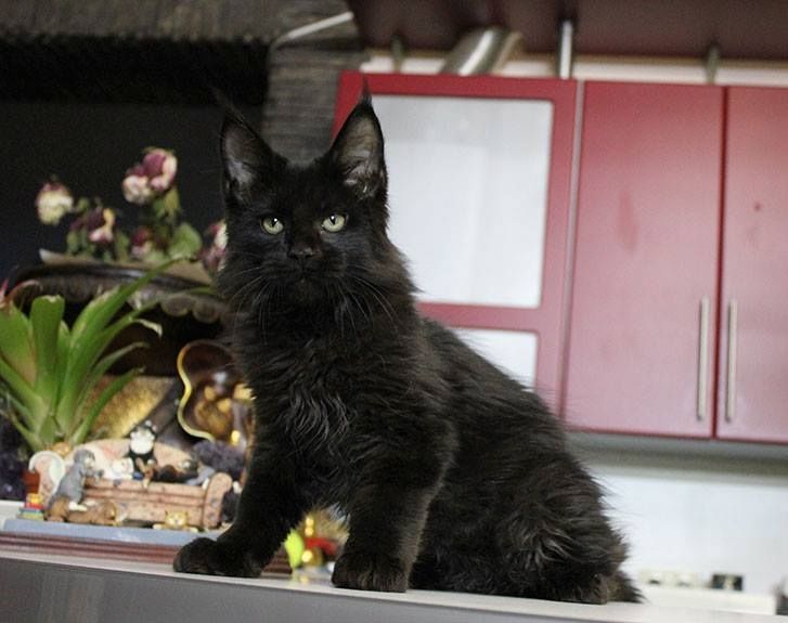 Maine Coon Lady mit Stammbaum sucht ein perfektes Zuhause