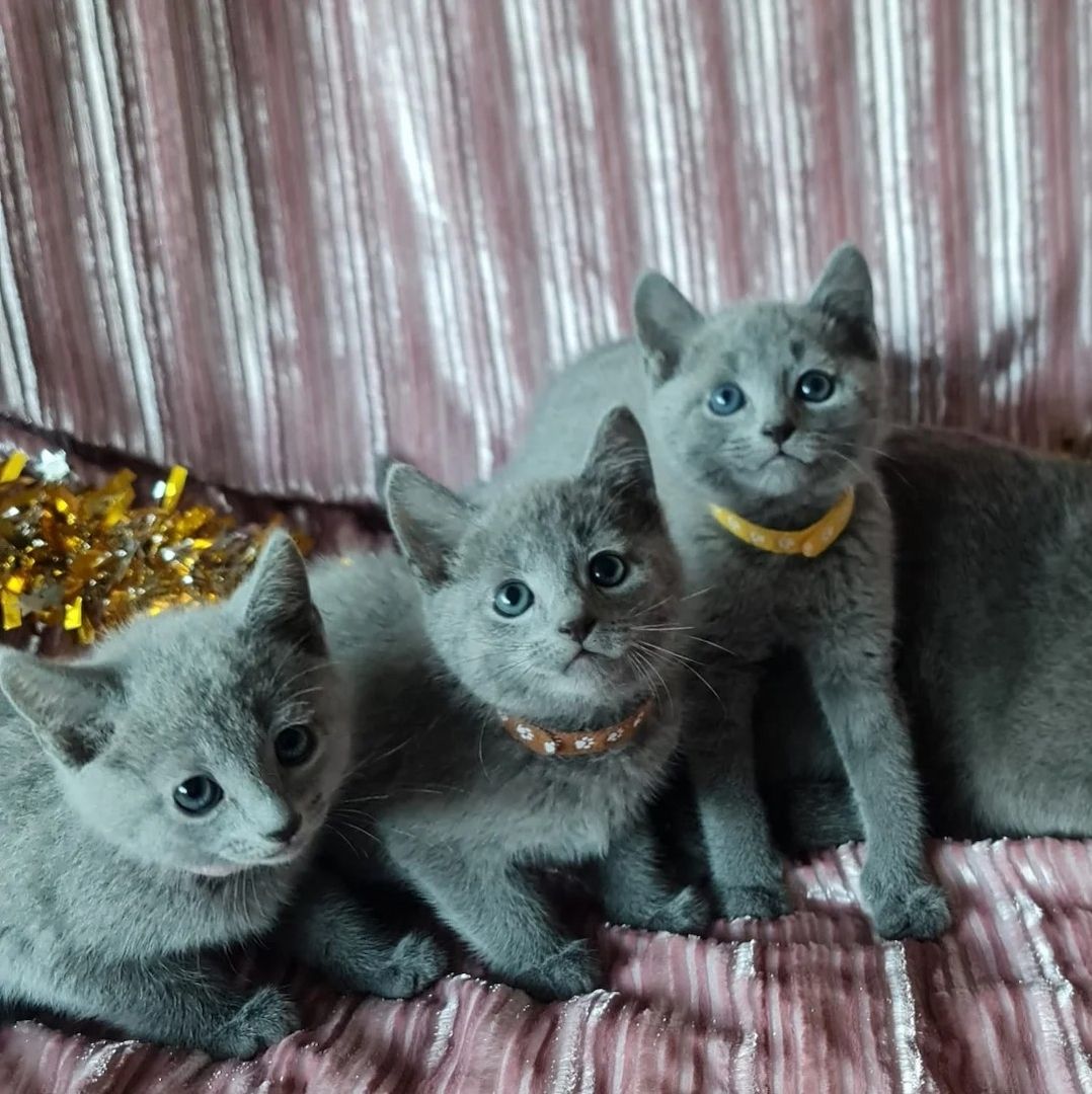 reinrassige Russisch Blau Kätzchen