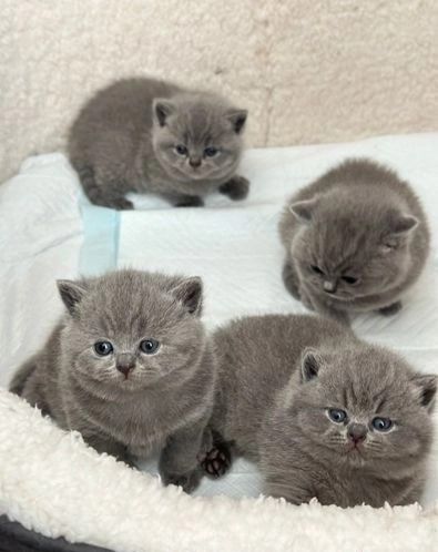 Britisch Kurzhaar Kätzchen aus Würfen