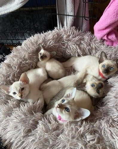 gesunde Siamkätzchen