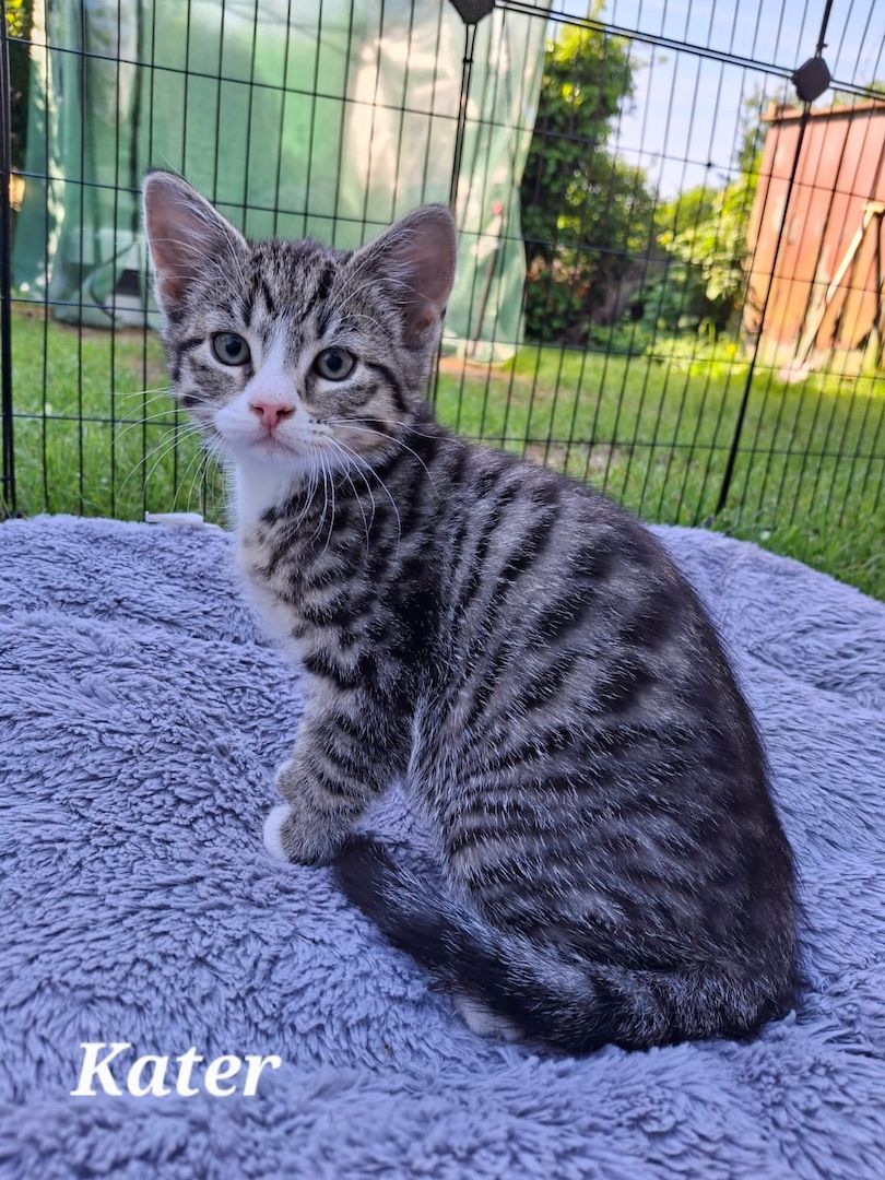 Zwei bezaubernde Norwegische Waldkatzen-Mix-Kätzchen suchen ein liebevolles Zuhause!