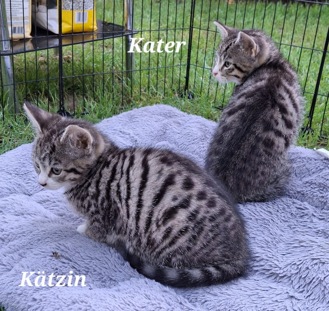 Zwei bezaubernde Norwegische Waldkatzen-Mix-Kätzchen suchen ein liebevolles Zuhause!