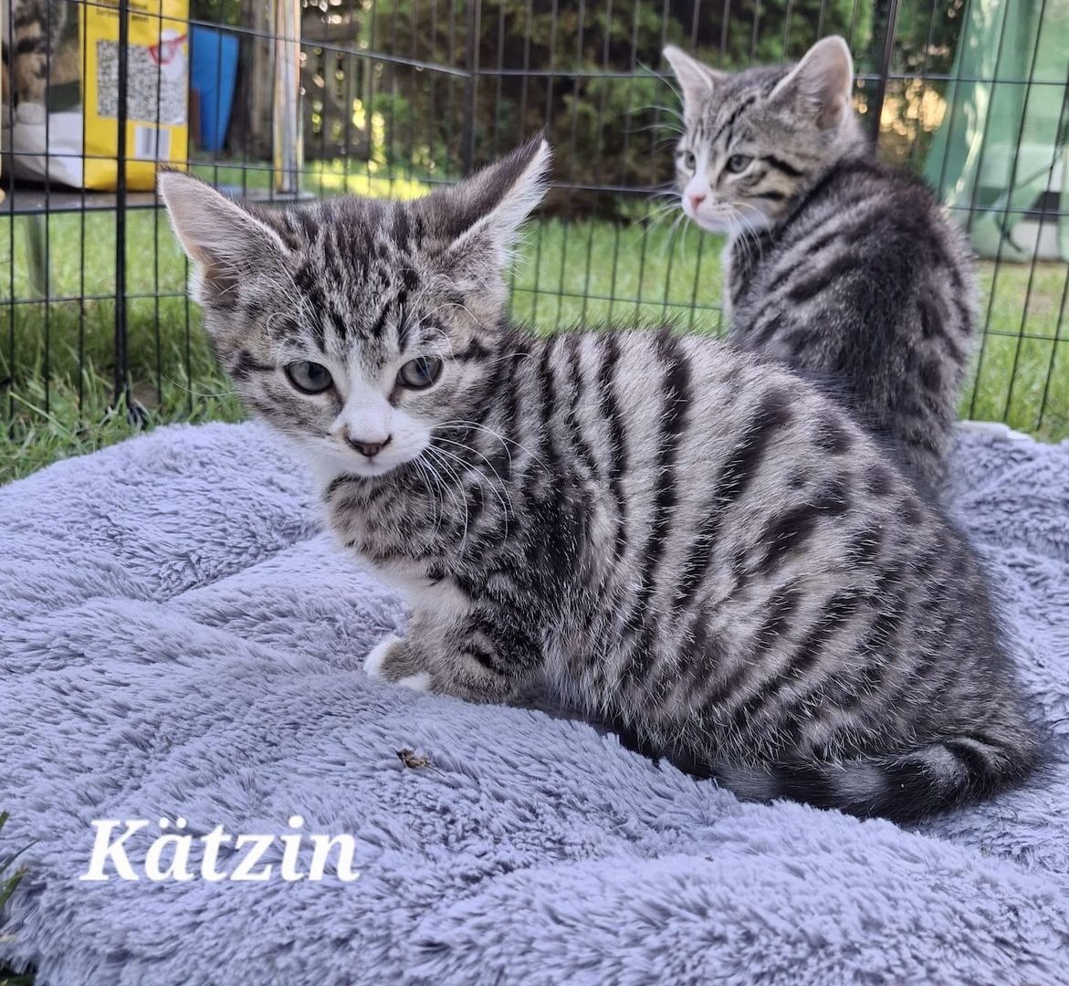 Zwei bezaubernde Norwegische Waldkatzen-Mix-Kätzchen suchen ein liebevolles Zuhause!