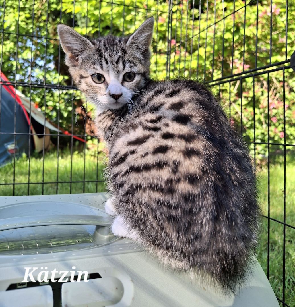 Zwei bezaubernde Norwegische Waldkatzen-Mix-Kätzchen suchen ein liebevolles Zuhause!
