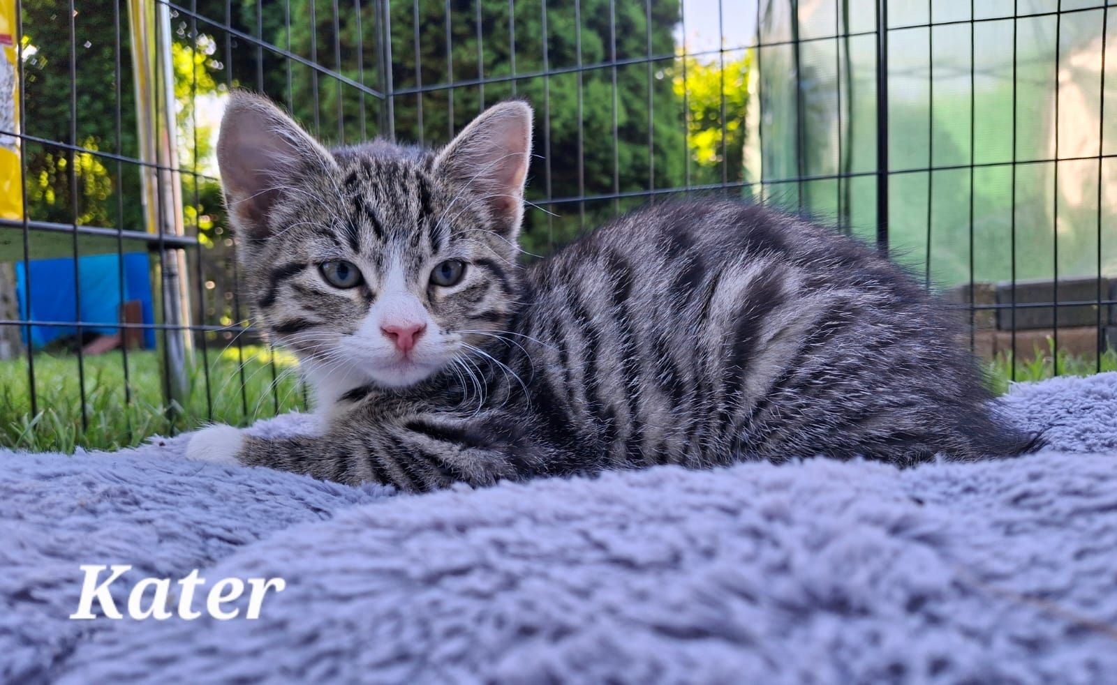 Zwei bezaubernde Norwegische Waldkatzen-Mix-Kätzchen suchen ein liebevolles Zuhause!
