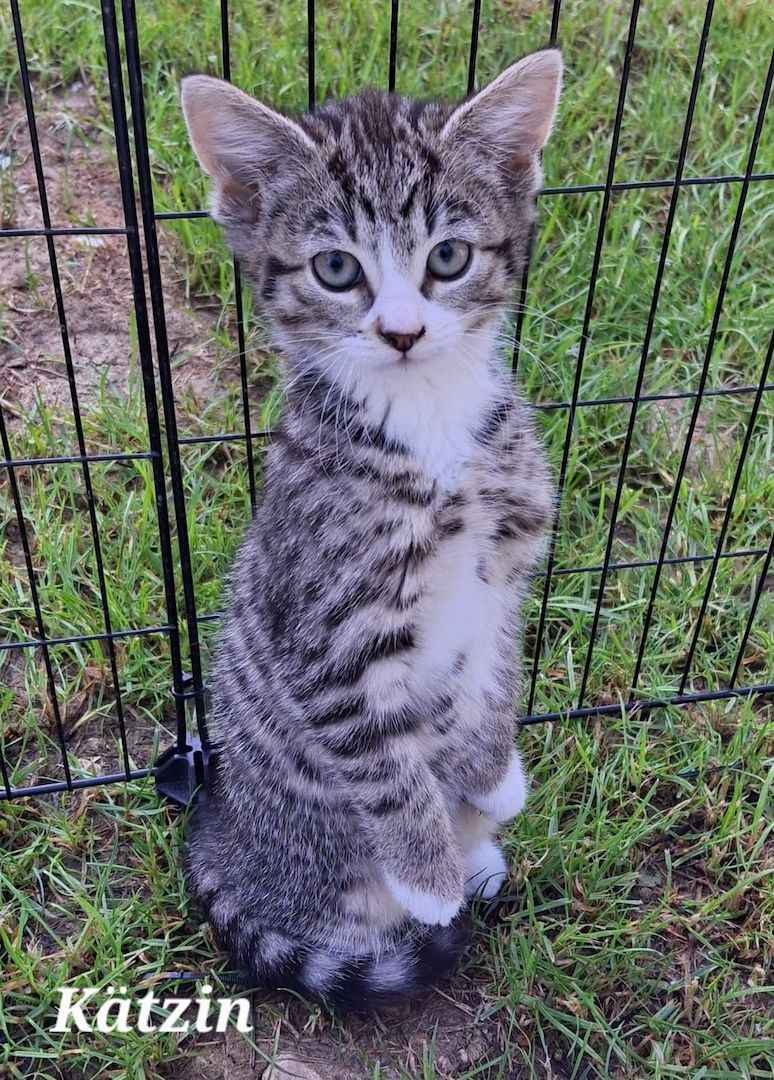 Zwei bezaubernde Norwegische Waldkatzen-Mix-Kätzchen suchen ein liebevolles Zuhause!