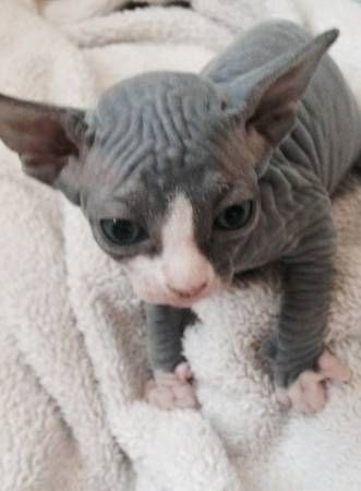 Sphynx-Kätzchen Sphynx-Kätzchen