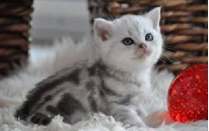 BKH Britisch Kurzhaar Katzen mit Stammbaum