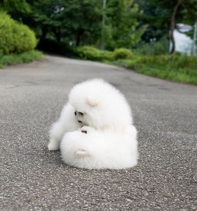 MINI POMERANIAN ZWERGSPITZ BOO WELPEN ZUM VERSCHENKEN