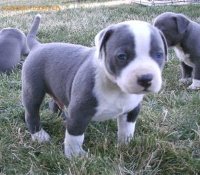 American Blue-Line Pit Bull Terrier Welpen W M