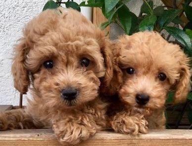 Schöne Zwergpudelwelpen für ein neues Zuhause