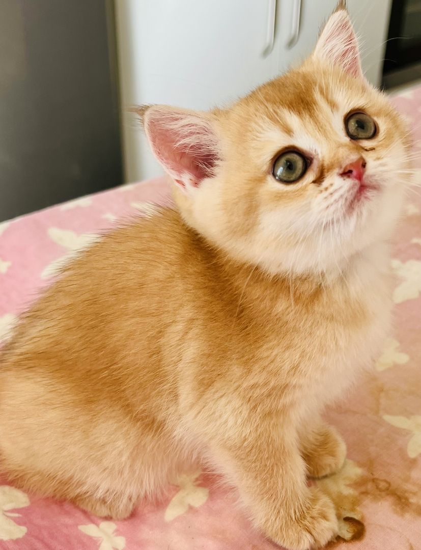 Bkh kitten reinrassig