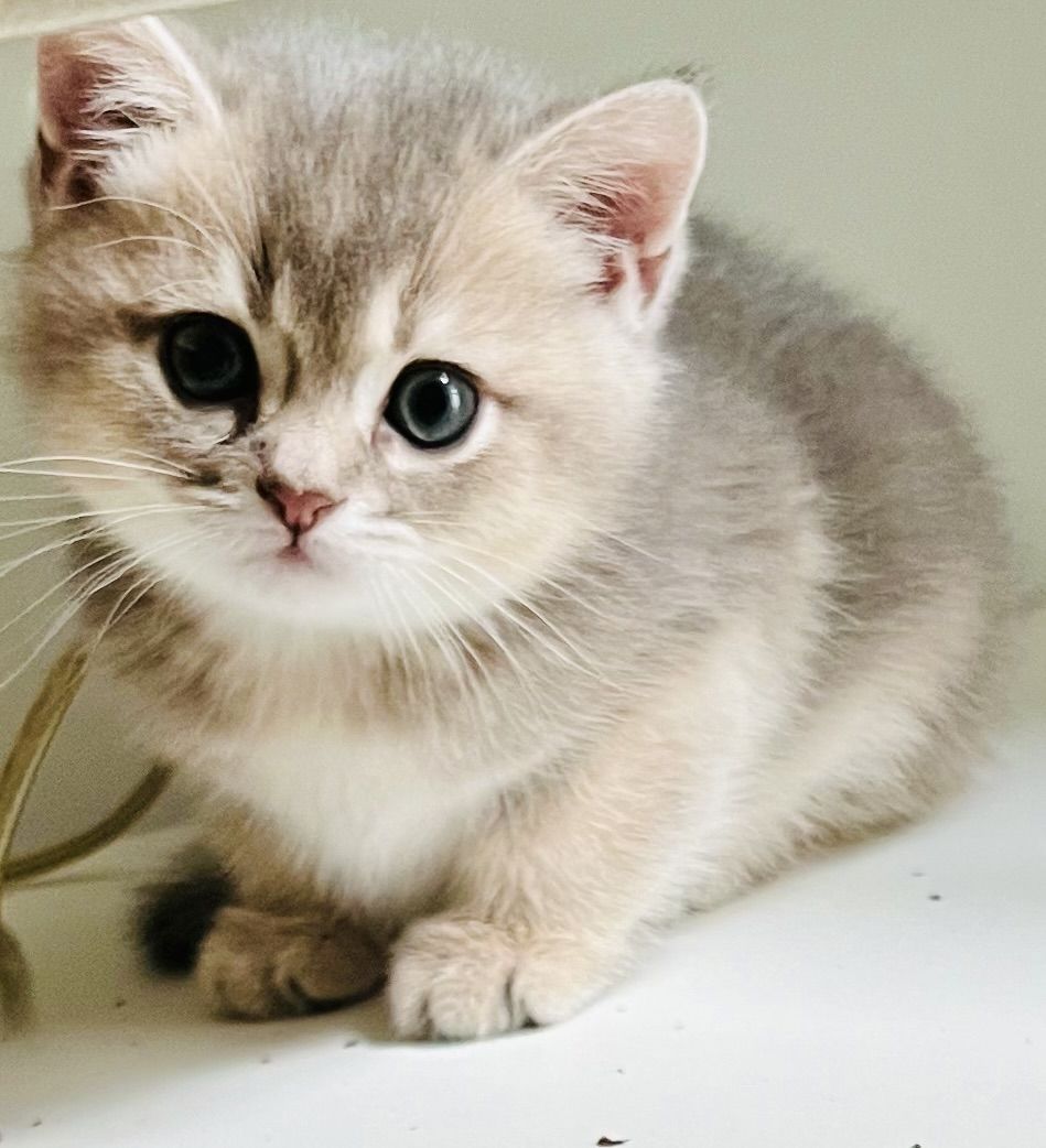 Bkh kitten reinrassig