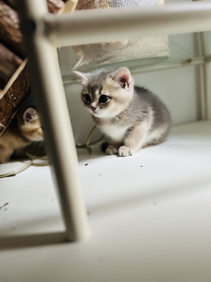 Bkh kitten reinrassig