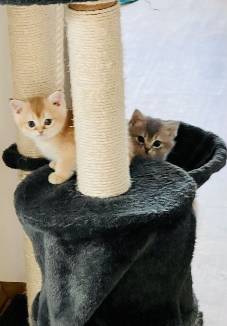 Bkh kitten reinrassig