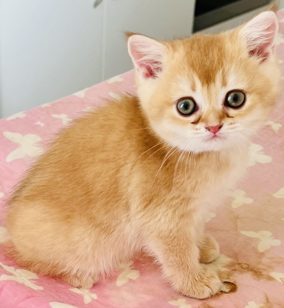 Bkh kitten reinrassig