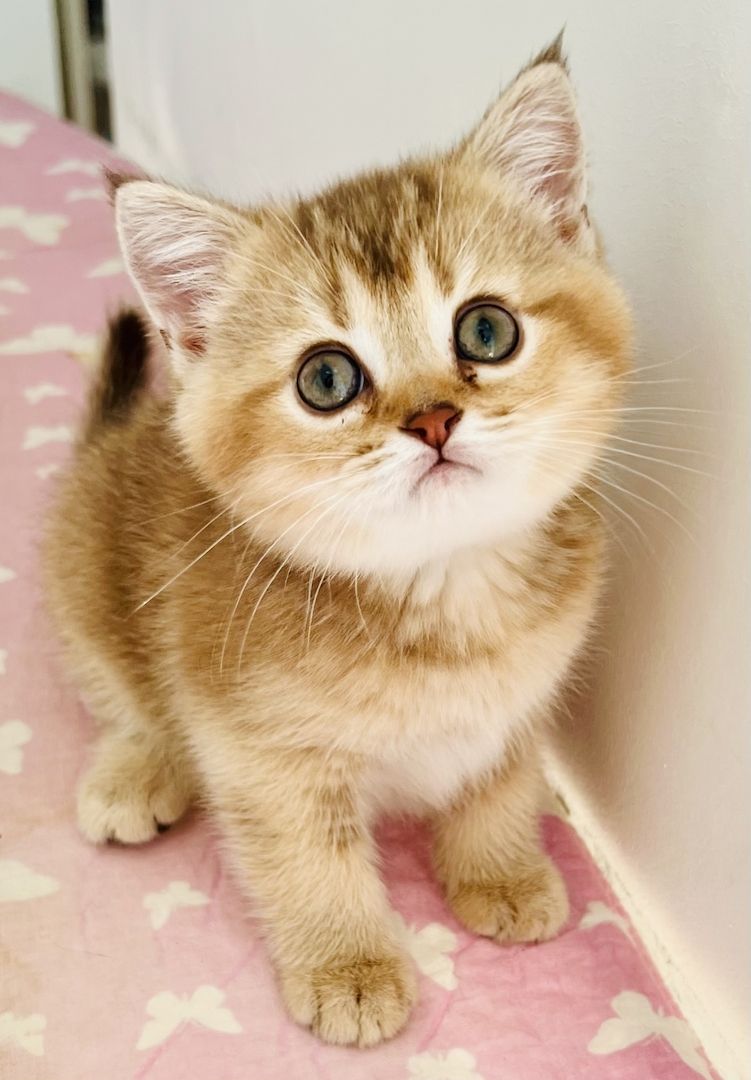 Bkh kitten reinrassig