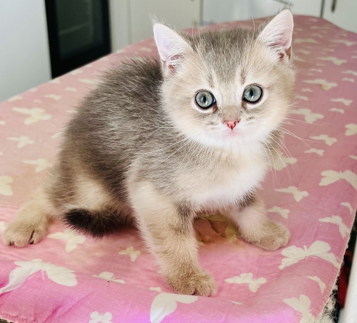 Bkh kitten reinrassig