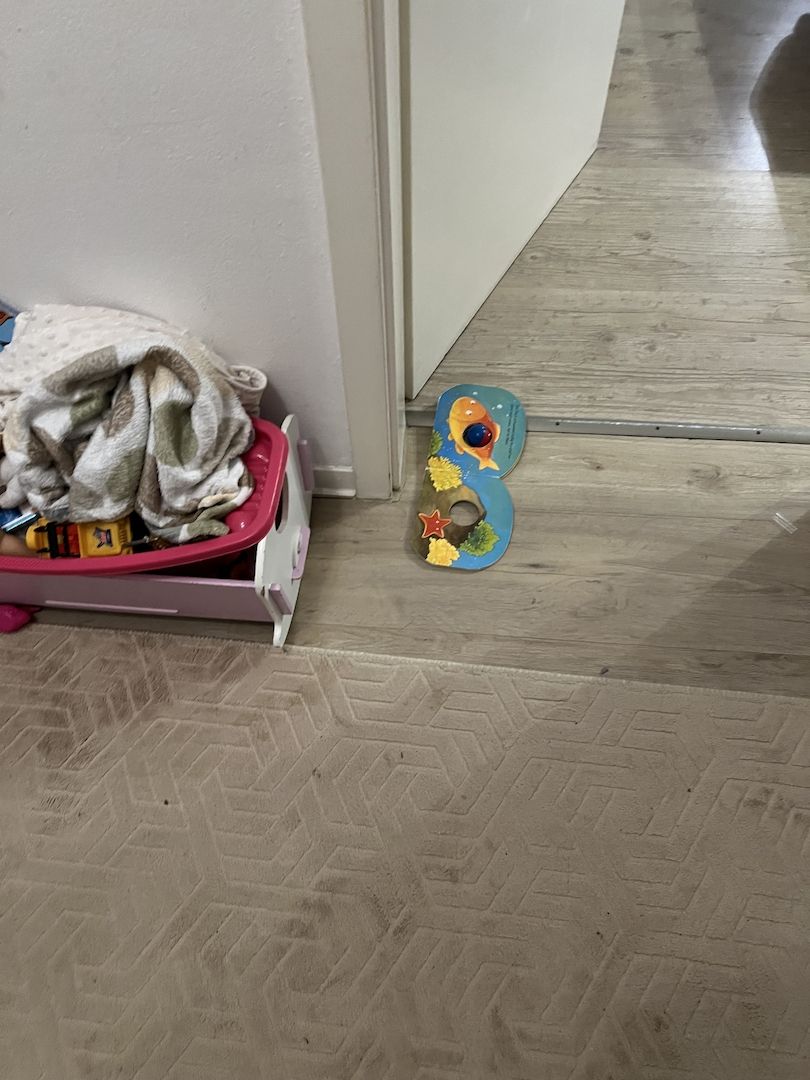 Bkh kitten reinrassig