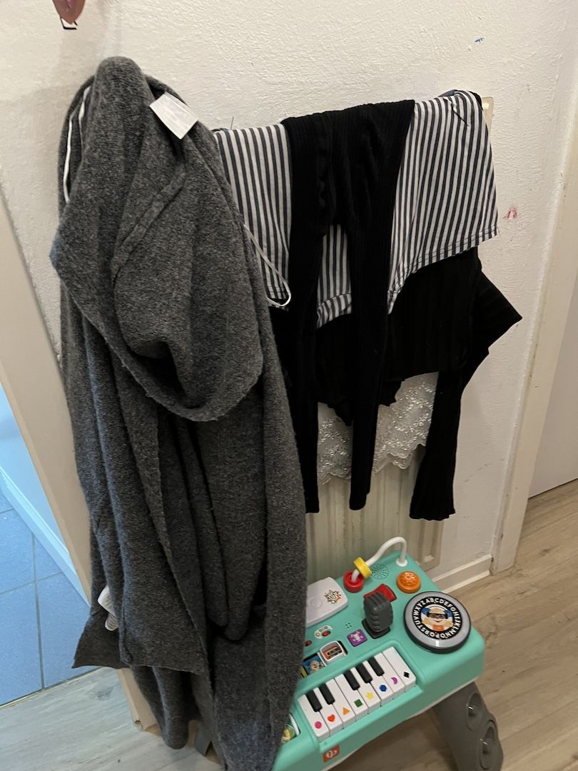 Bkh kitten reinrassig